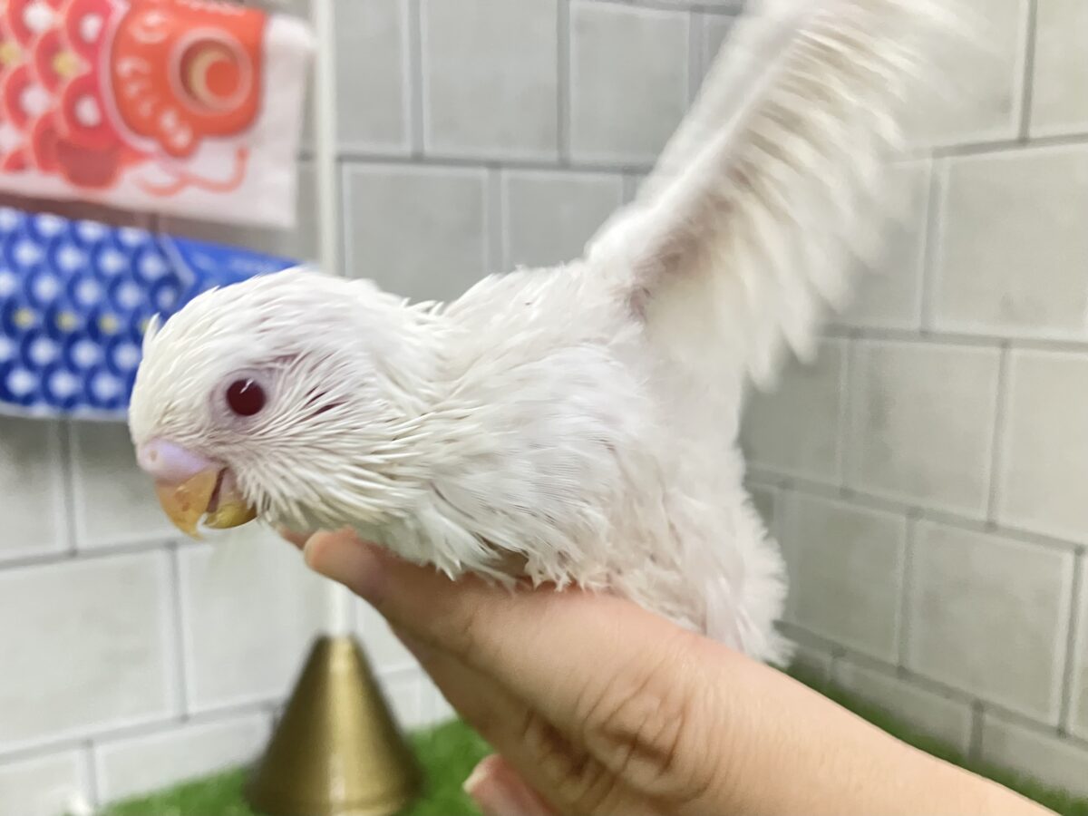 ✨最新画像✨雲になりたい?!🪽⋆.*ヴァッサー𝐡𝐨𝐦𝐞 𝐫𝐮𝐧⚾️🤍セキセイインコ(アルビノ/2026年4月生まれ) セキセイインコ