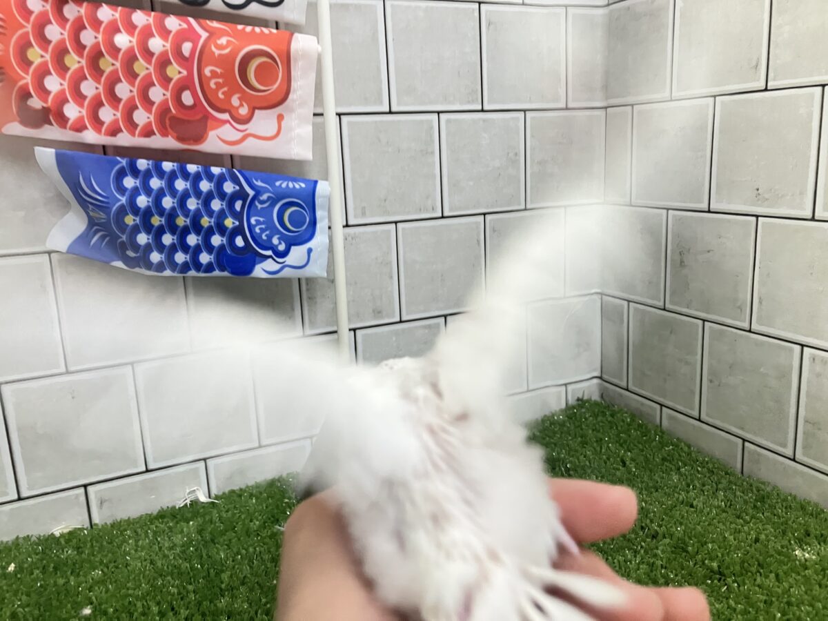 ✨最新画像✨雲になりたい?!🪽⋆.*ヴァッサー𝐡𝐨𝐦𝐞 𝐫𝐮𝐧⚾️🤍セキセイインコ(アルビノ/2026年4月生まれ) セキセイインコ