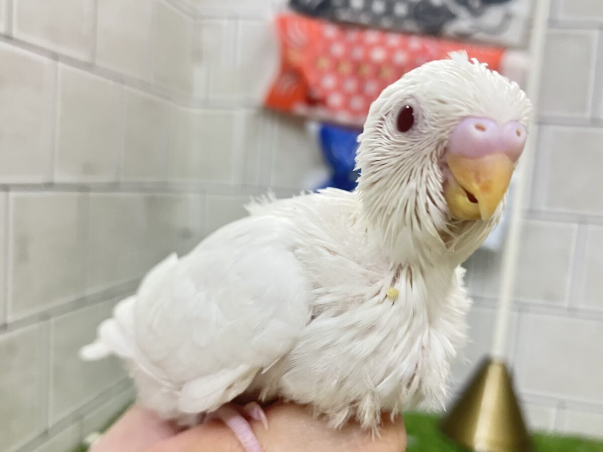✨最新画像✨雲になりたい?!🪽⋆.*ヴァッサー𝐡𝐨𝐦𝐞 𝐫𝐮𝐧⚾️🤍セキセイインコ(アルビノ/2026年4月生まれ) セキセイインコ