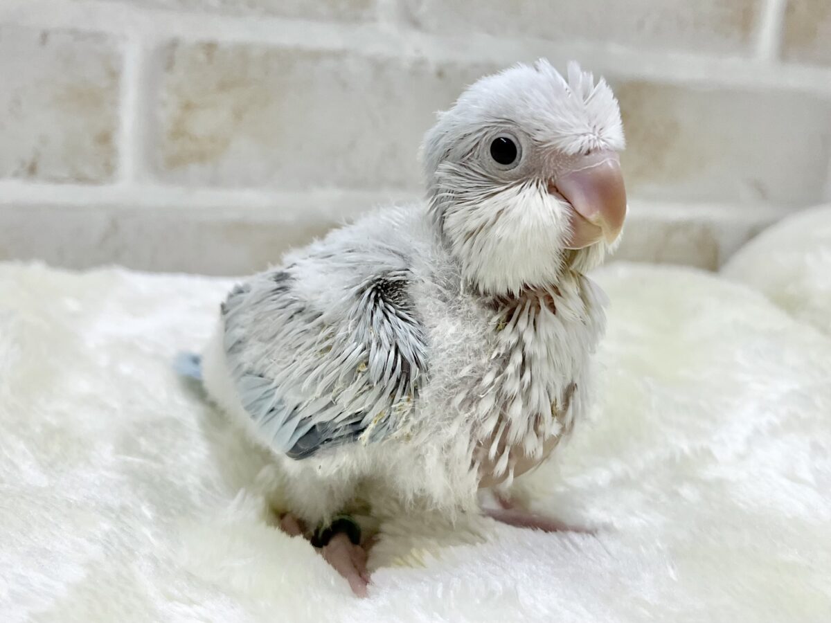 オキナインコ