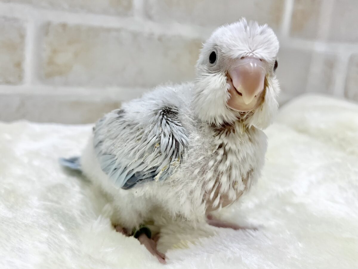 オキナインコ