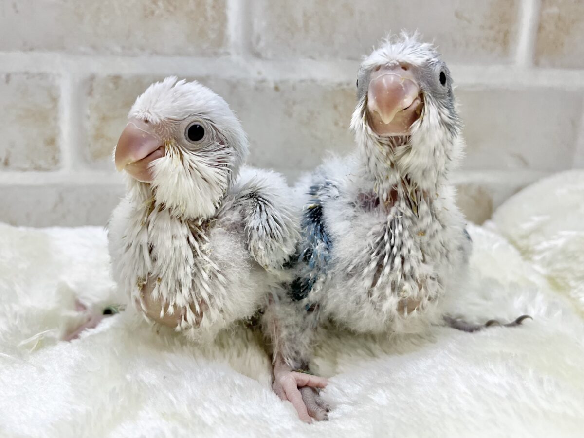 心安らぐくすみブルー🩶🪼🫧 オキナインコ(ブルーオパーリン) オキナインコ