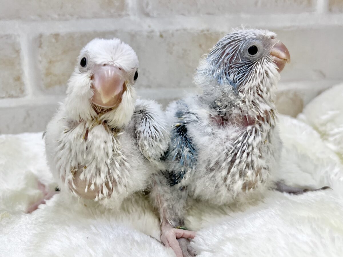 淡くてキレイなアイスブルー🧊✨💖 オキナインコ(ブルーパリドオパーリン) オキナインコ