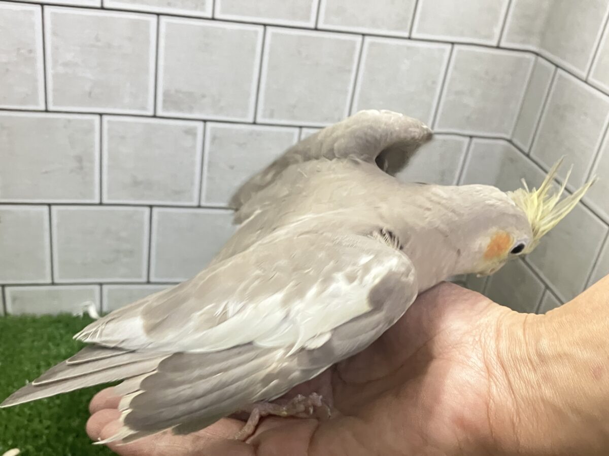 トナリ、ふんわり、まったりぃ💭💭オカメインコ(シナモン/2026年3月生まれ) オカメインコ