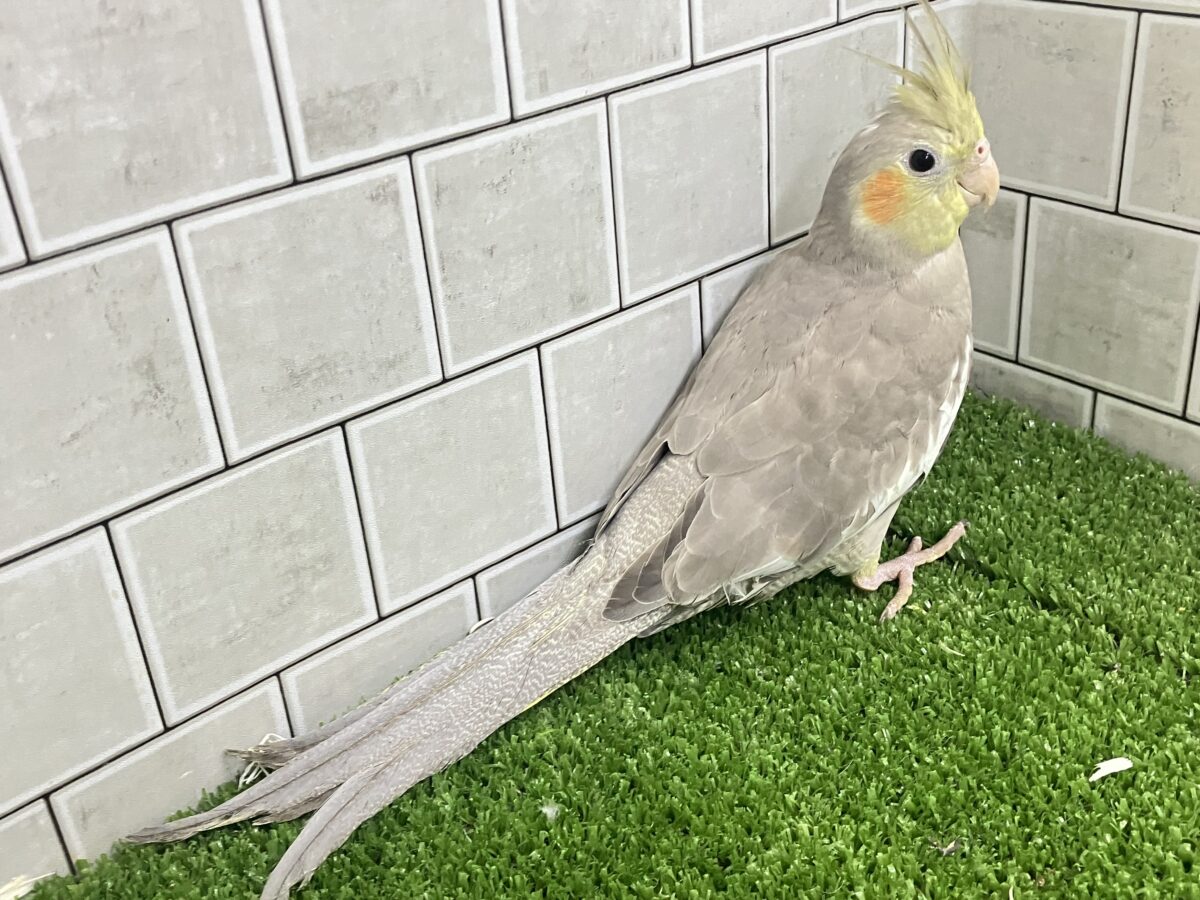 トナリ、ふんわり、まったりぃ💭💭オカメインコ(シナモン/2026年3月生まれ) オカメインコ