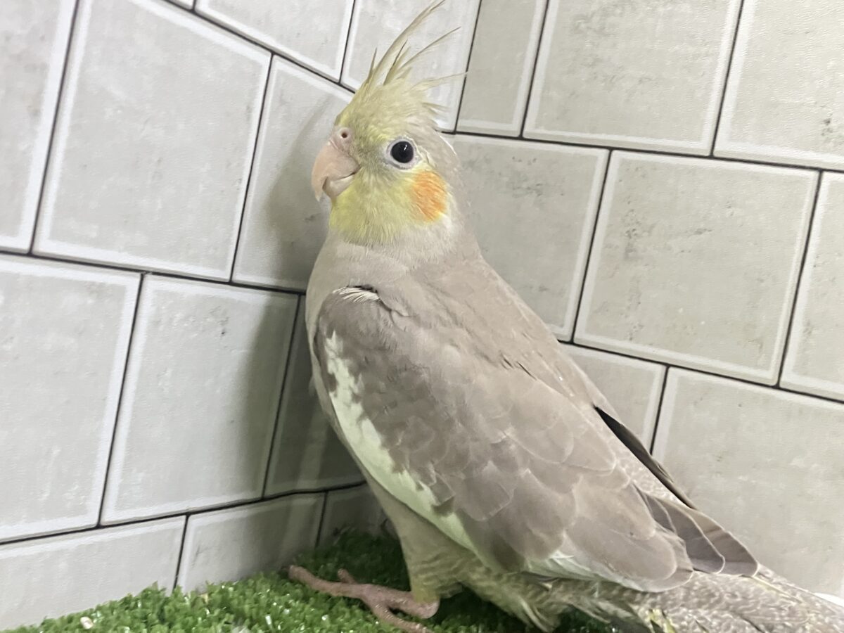 トナリ、ふんわり、まったりぃ💭💭オカメインコ(シナモン/2026年3月生まれ) オカメインコ