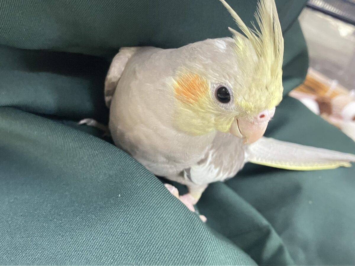 トナリ、ふんわり、まったりぃ💭💭オカメインコ(シナモン/2026年3月生まれ) オカメインコ