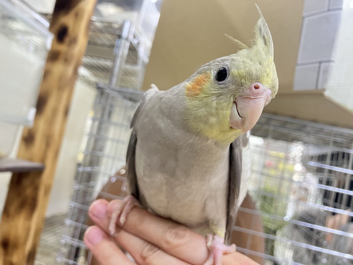 オカメインコ