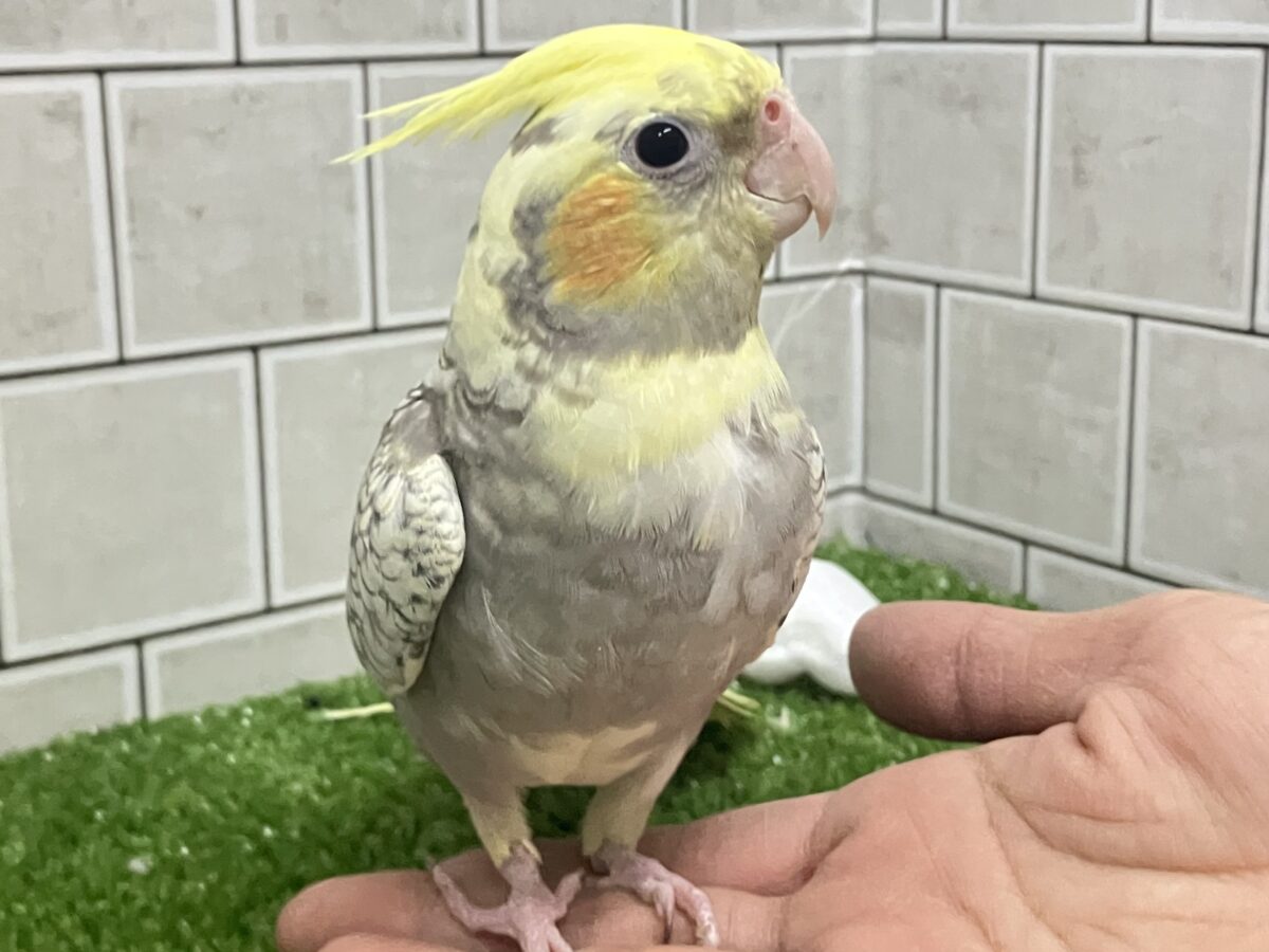 オカメインコ