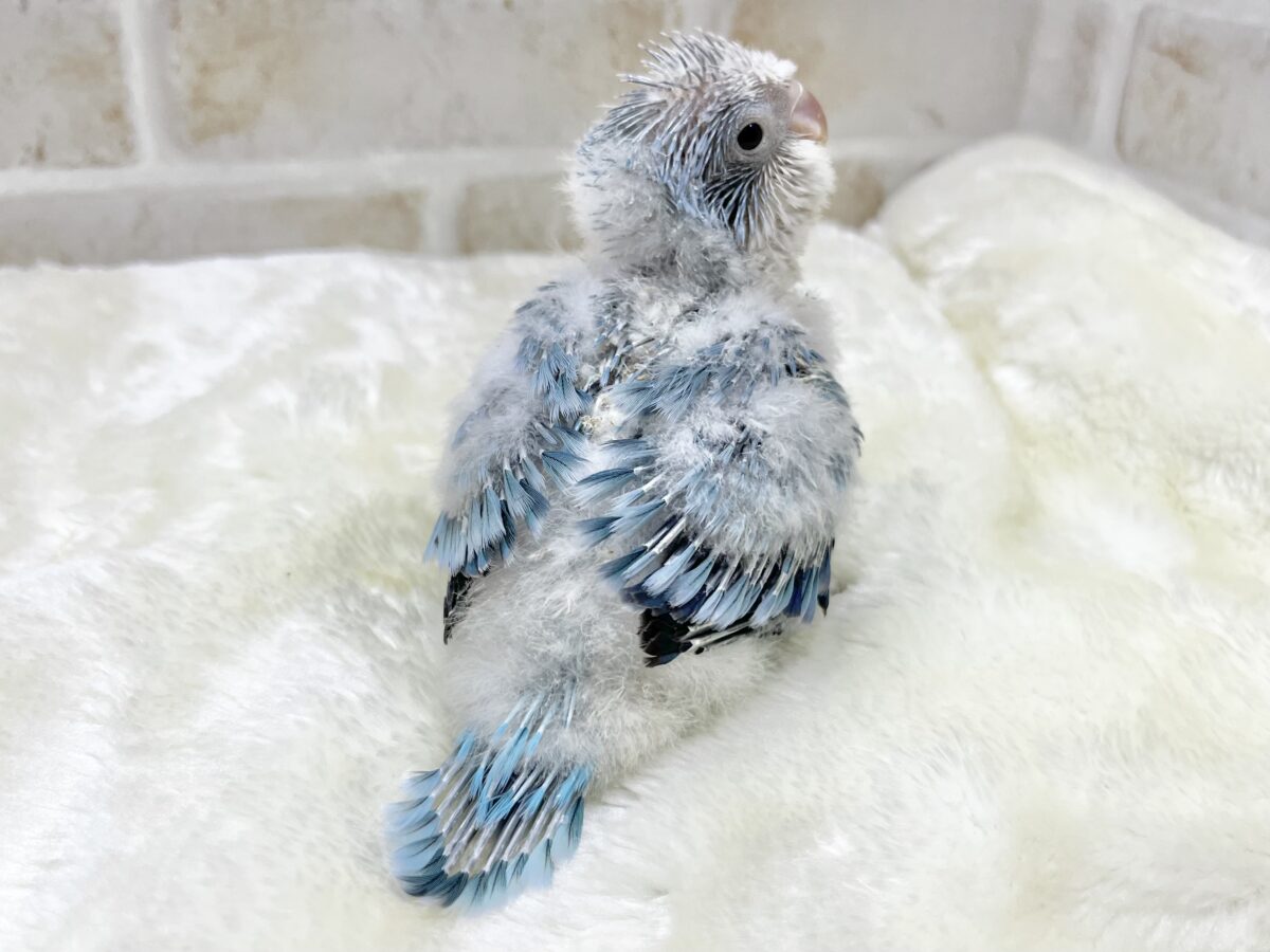 心安らぐくすみブルー🩶🪼🫧 オキナインコ(ブルーオパーリン) オキナインコ