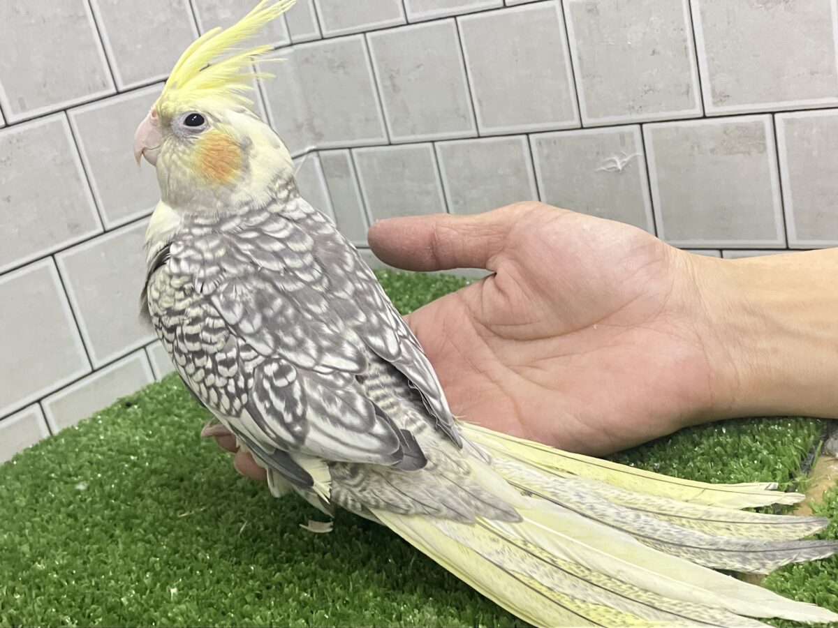 ジャラジャラ💎⟡.*おしゃんBABY❔❕🥛オカメインコ(パール/2026年3月生まれ) オカメインコ
