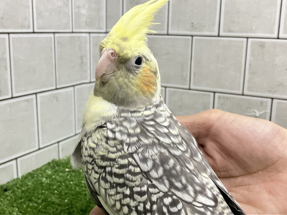 ジャラジャラ💎⟡.*おしゃんBABY❔❕🥛オカメインコ(パール/2026年3月生まれ) オカメインコ