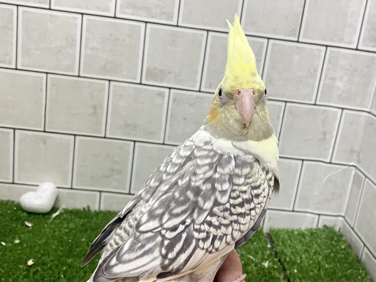 ジャラジャラ💎⟡.*おしゃんBABY❔❕🥛オカメインコ(パール/2026年3月生まれ) オカメインコ