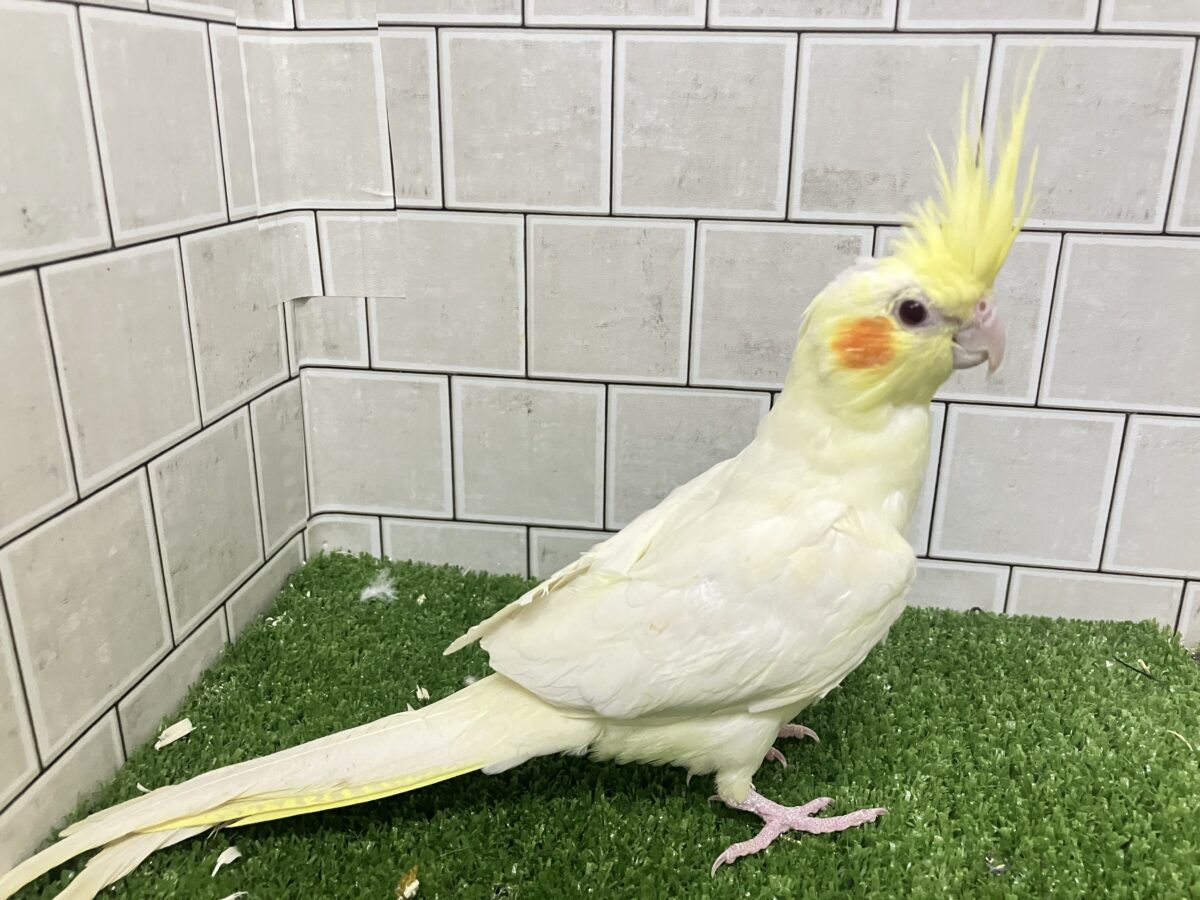 オカメインコ