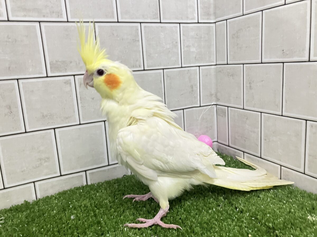 ❕ビックリgizagiza💥💥オカメインコ(ルチノー/2026年3月生まれ) オカメインコ