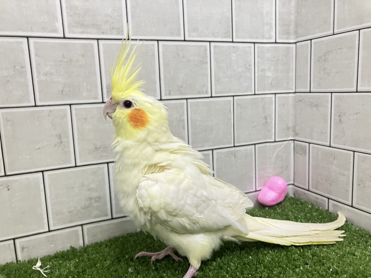 ❕ビックリgizagiza💥💥オカメインコ(ルチノー/2026年3月生まれ) オカメインコ