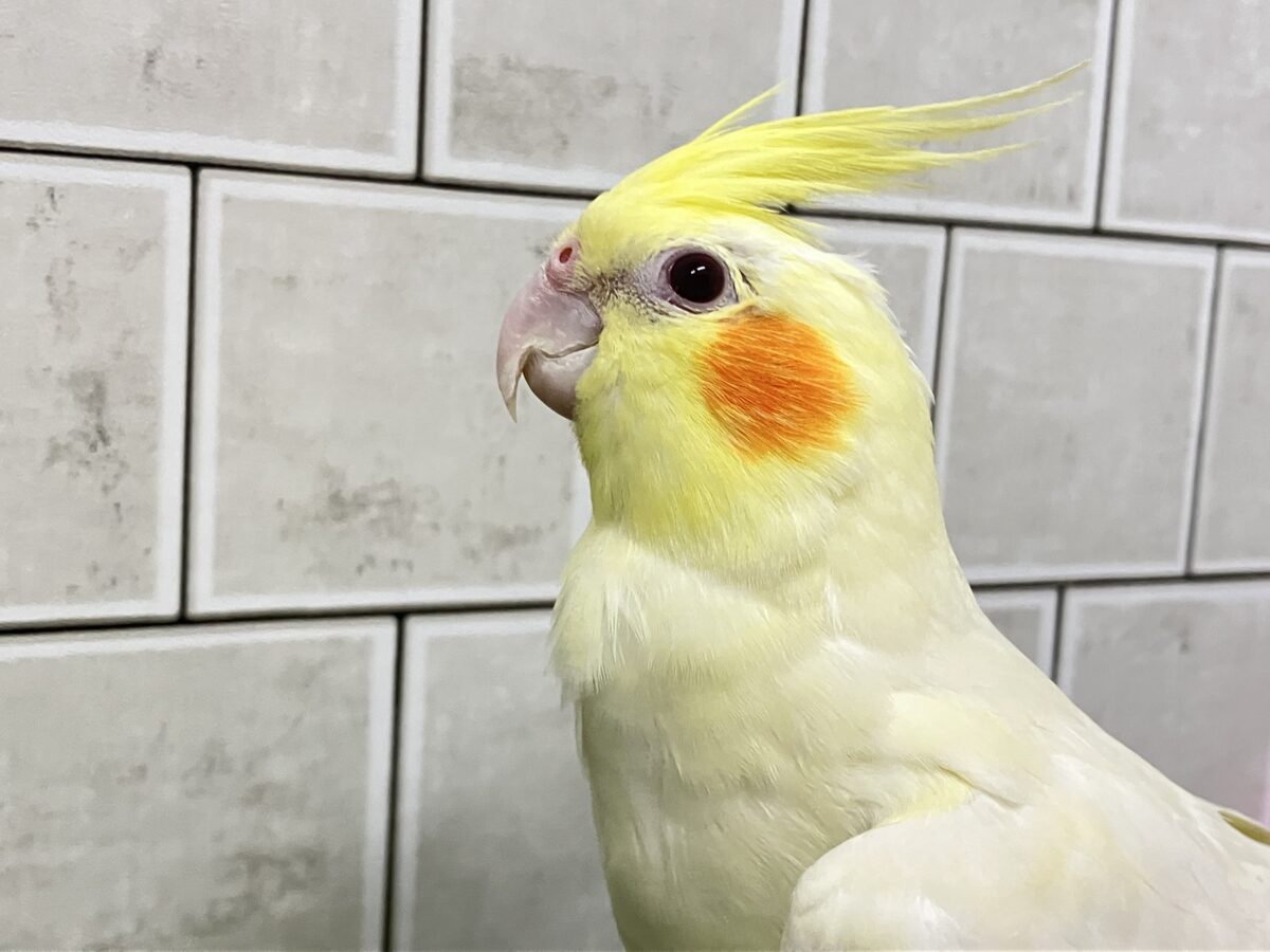 ❕ビックリgizagiza💥💥オカメインコ(ルチノー/2026年3月生まれ) オカメインコ
