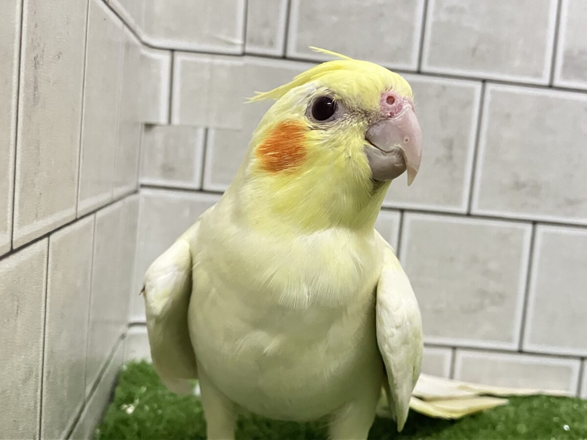 オカメインコ