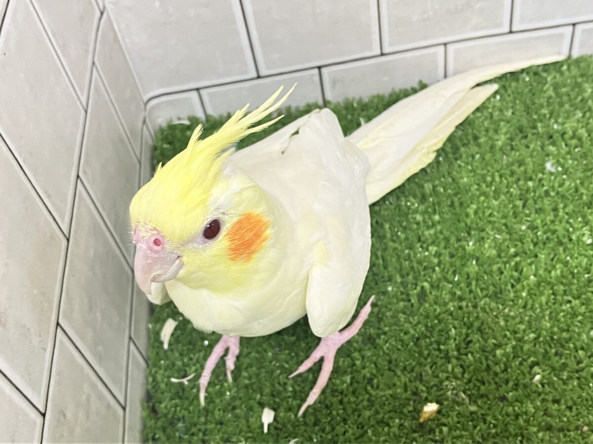 ❕ビックリgizagiza💥💥オカメインコ(ルチノー/2026年3月生まれ) オカメインコ