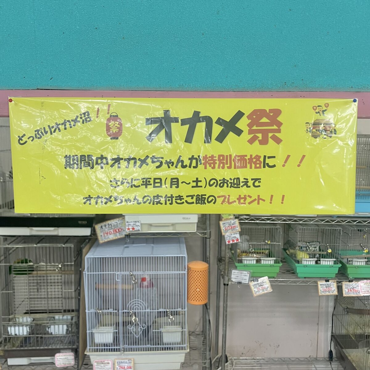 ピコーン❕💡オカメ祭開催❕ 説明画像です