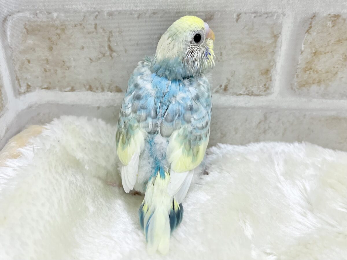 めちゃキュート🥰💕 セキセイインコ(パステルレインボーパイド) セキセイインコ