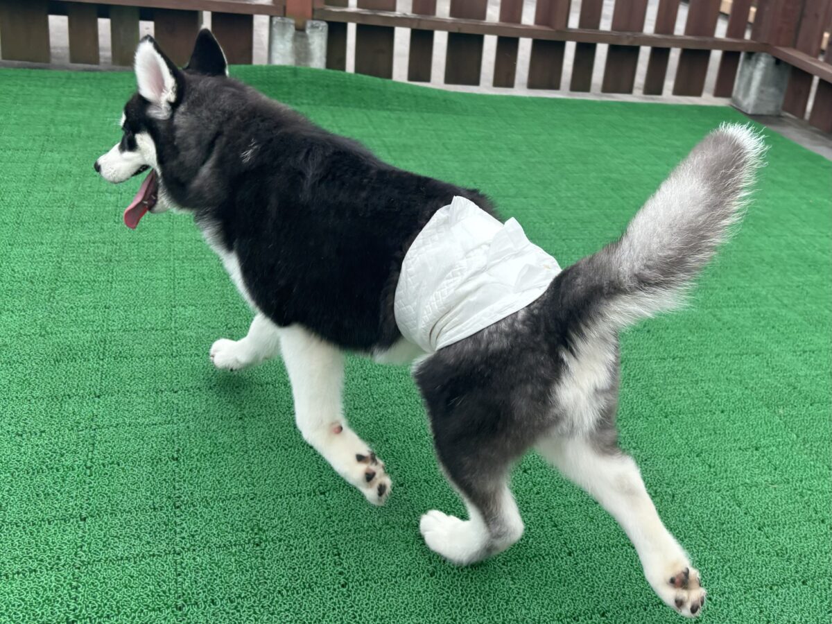 シベリアンハスキー