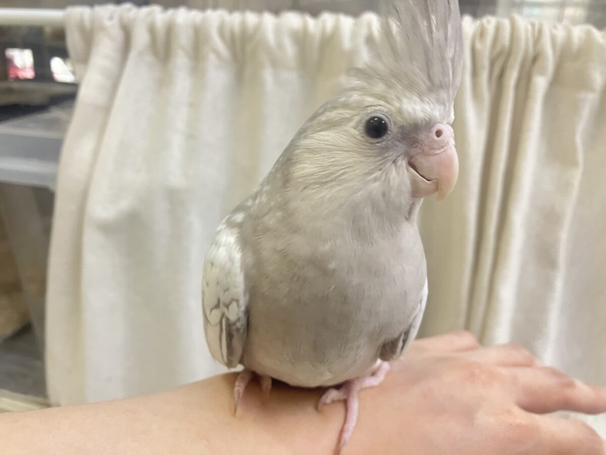 Sugarをぱっ🎀ひっそりボーダーライン┊︎❕┊︎オカメインコ(WFシナモンパール/2026年3月生まれ) オカメインコ