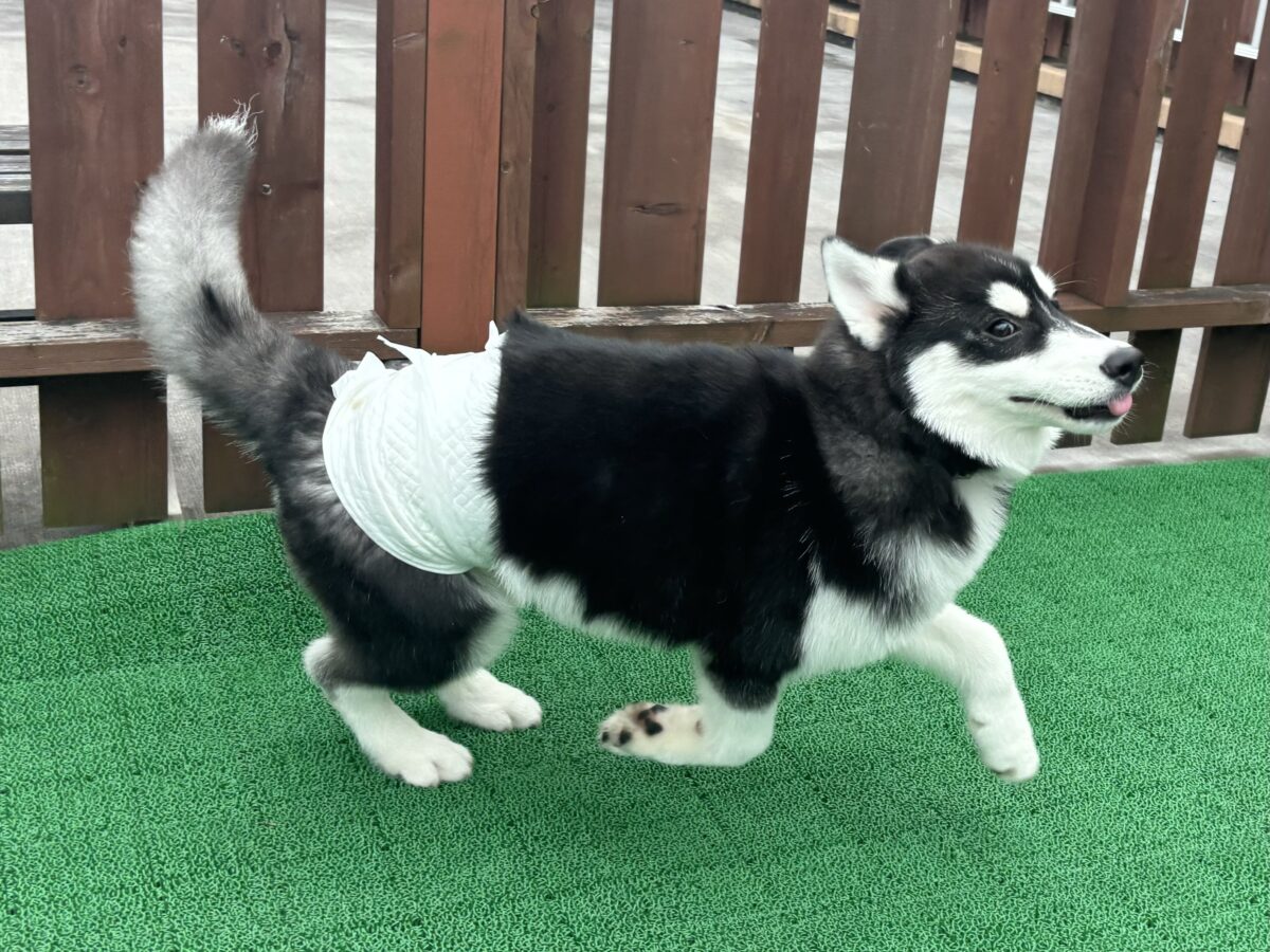 シベリアンハスキー