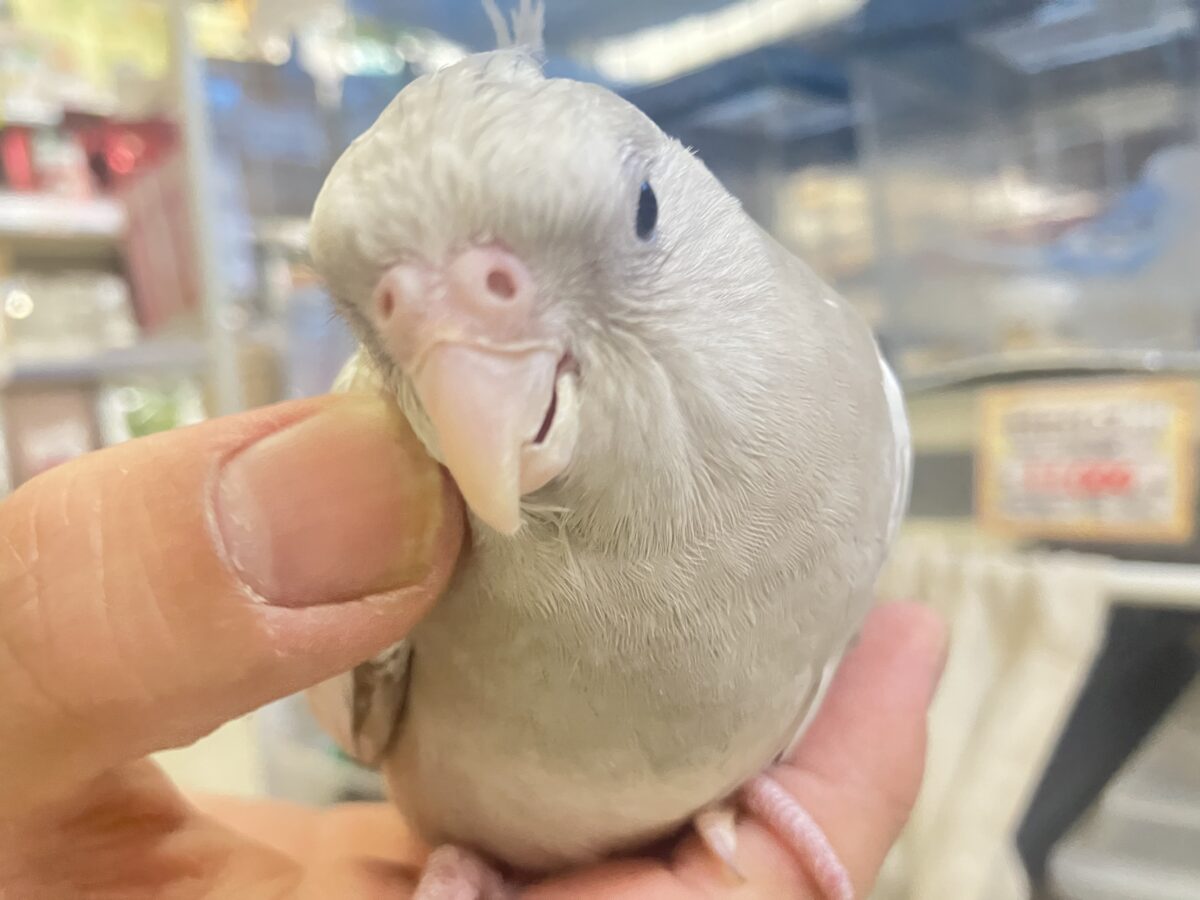 Sugarをぱっ🎀ひっそりボーダーライン┊︎❕┊︎オカメインコ(WFシナモンパール/2026年3月生まれ) オカメインコ
