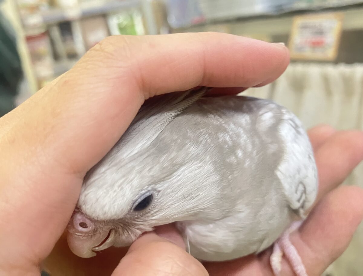 Sugarをぱっ🎀ひっそりボーダーライン┊︎❕┊︎オカメインコ(WFシナモンパール/2026年3月生まれ) オカメインコ