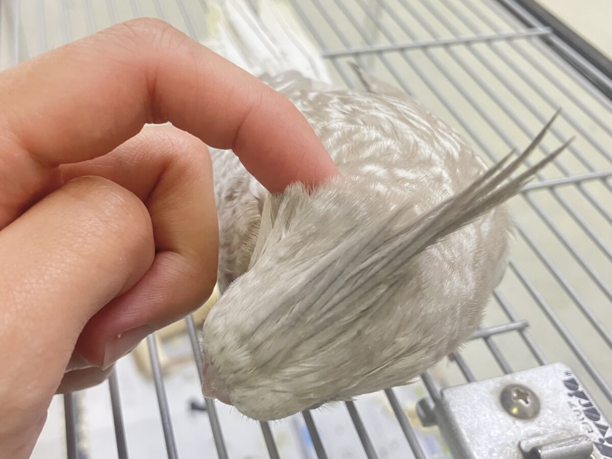 Sugarをぱっ🎀ひっそりボーダーライン┊︎❕┊︎オカメインコ(WFシナモンパール/2026年3月生まれ) オカメインコ