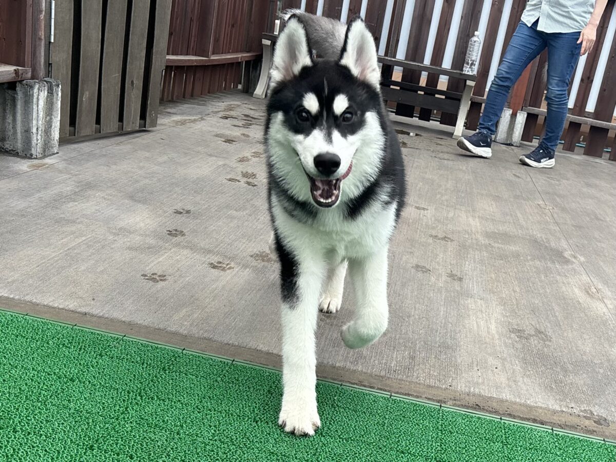 シベリアンハスキー