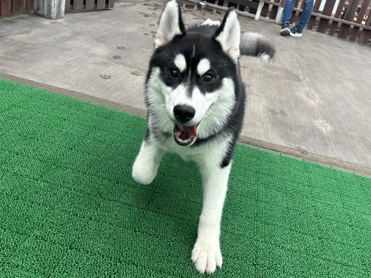 シベリアンハスキー