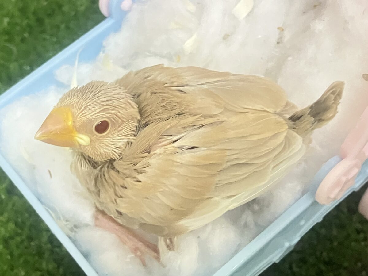 シナモン文鳥