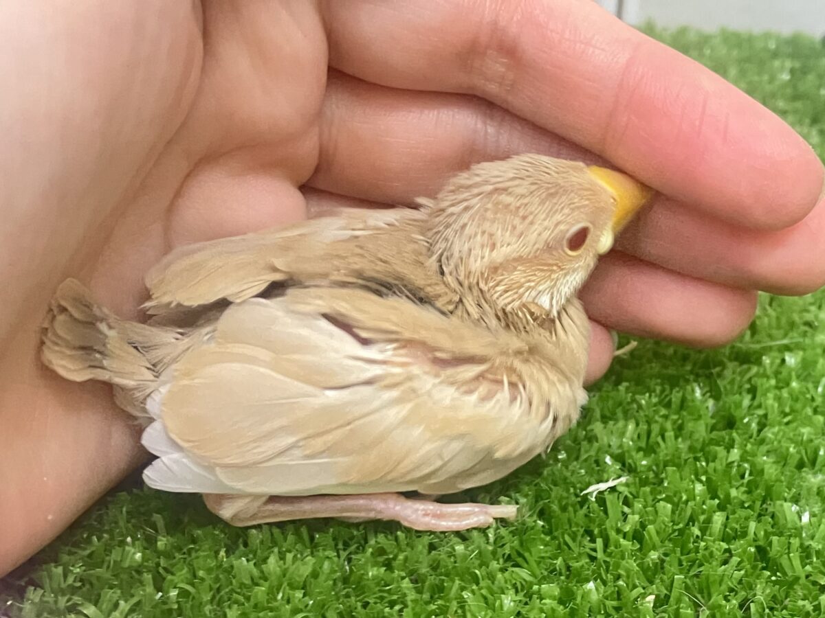 シナモン文鳥