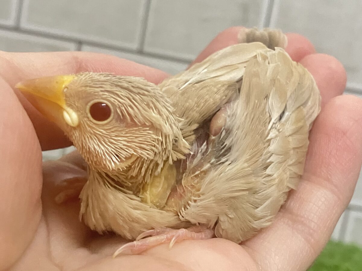 シナモン文鳥