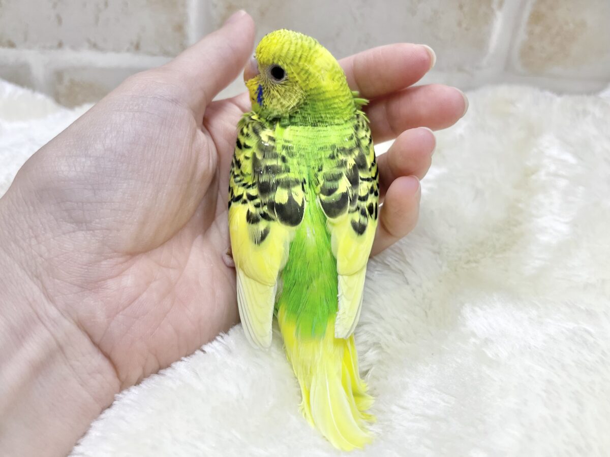 つぶらなひとみ…🐥✨✨ セキセイインコ(パイド) セキセイインコ