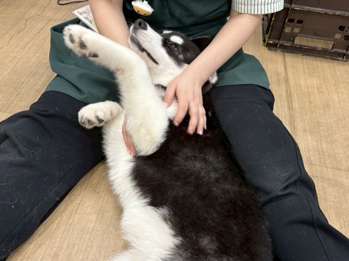 シベリアンハスキー