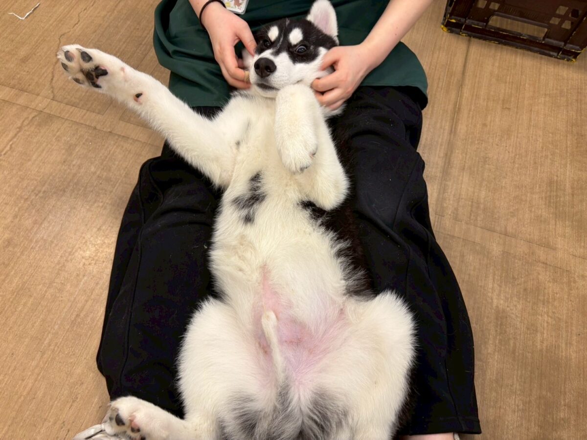 シベリアンハスキー