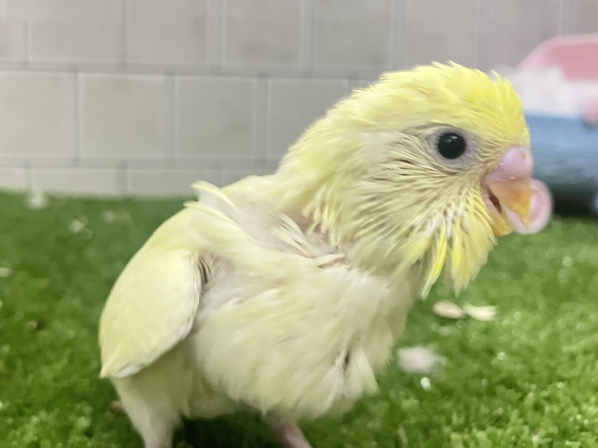 セキセイインコ