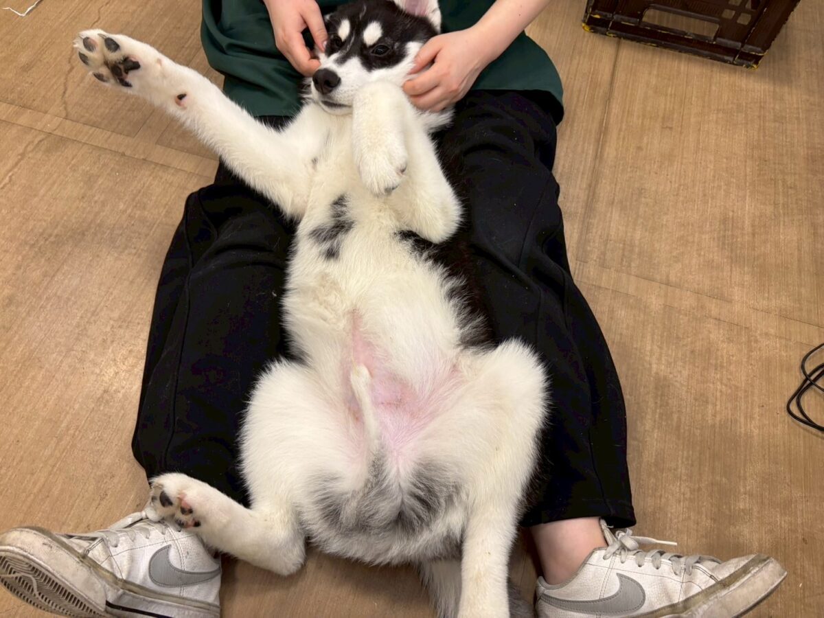 シベリアンハスキー