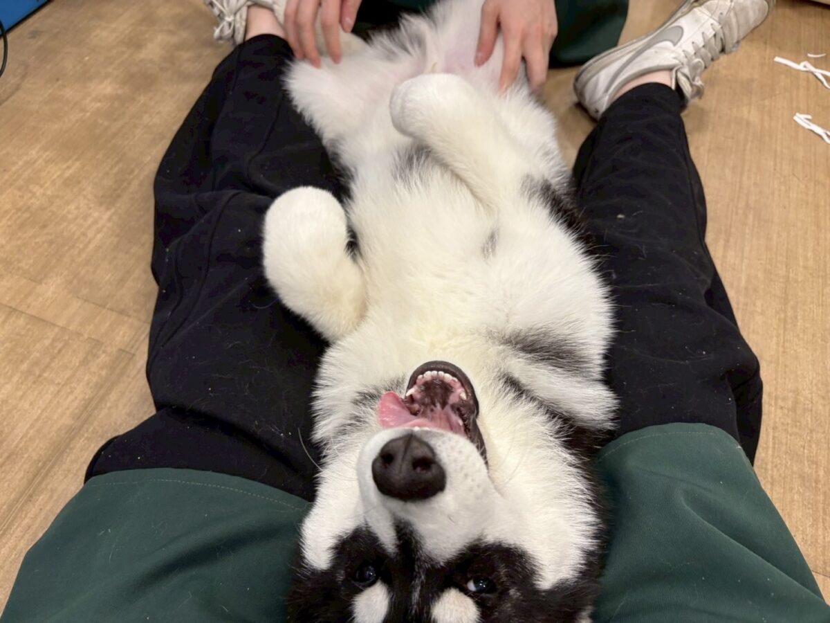 シベリアンハスキー