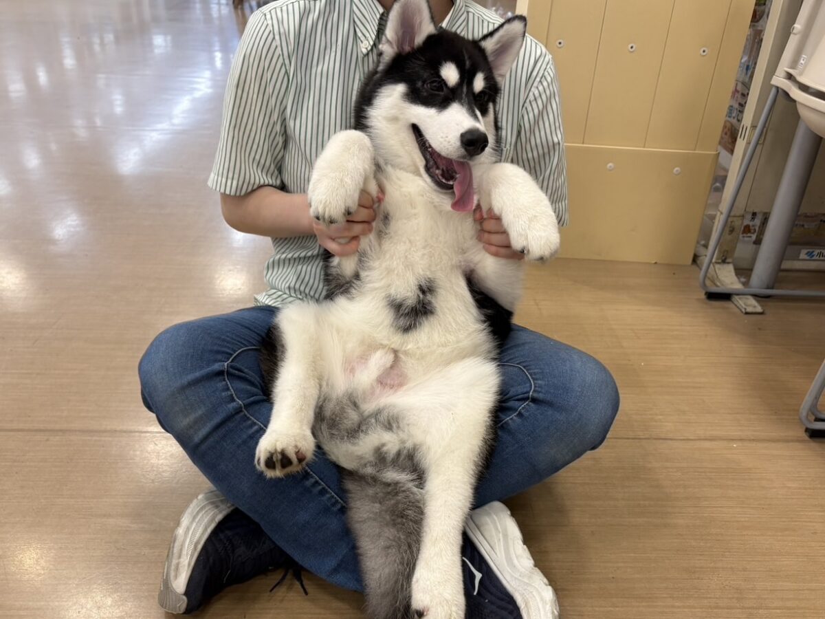 シベリアンハスキー