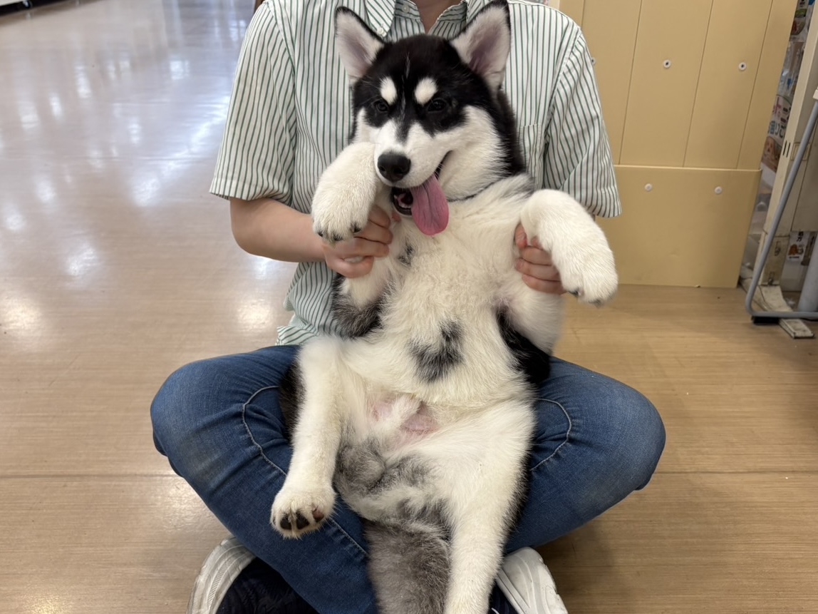 シベリアンハスキー