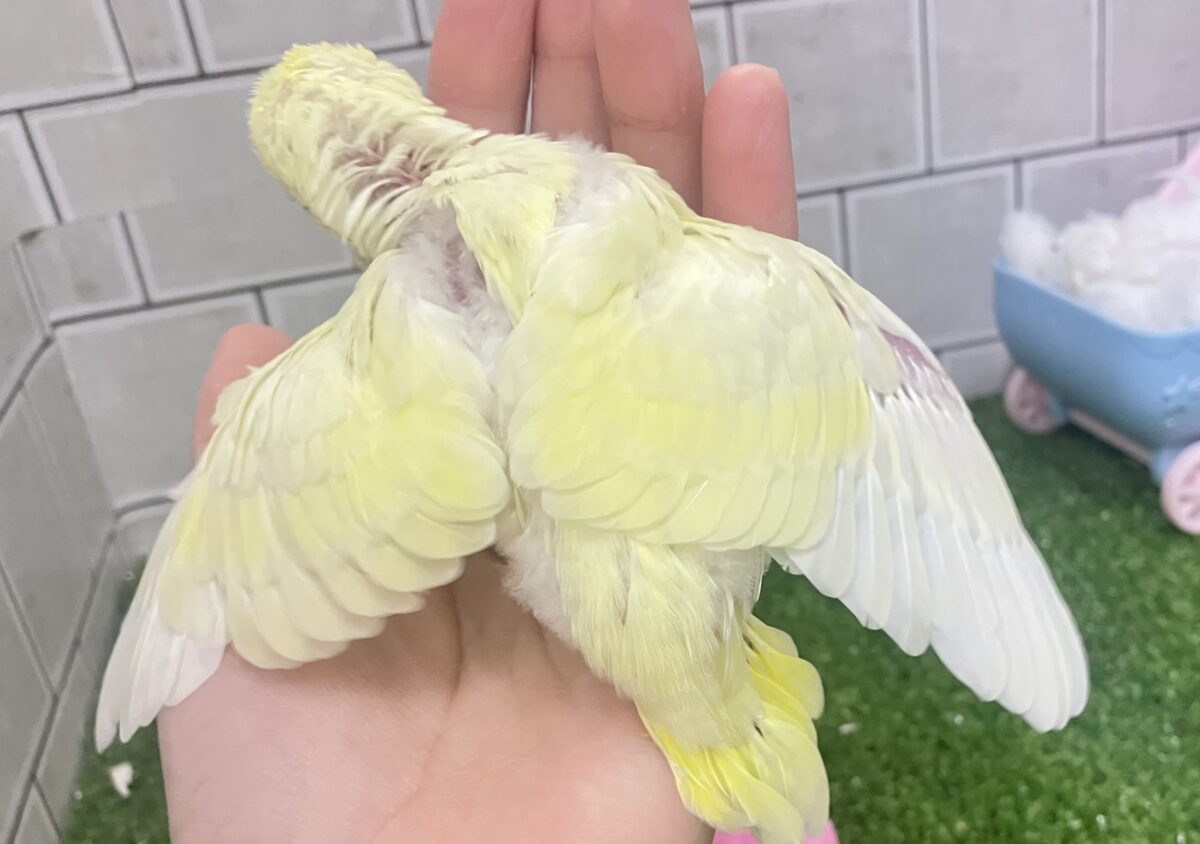 セキセイインコ