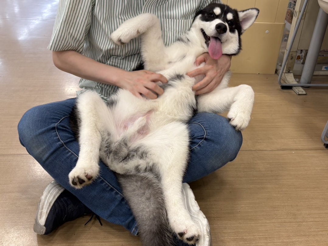 シベリアンハスキー