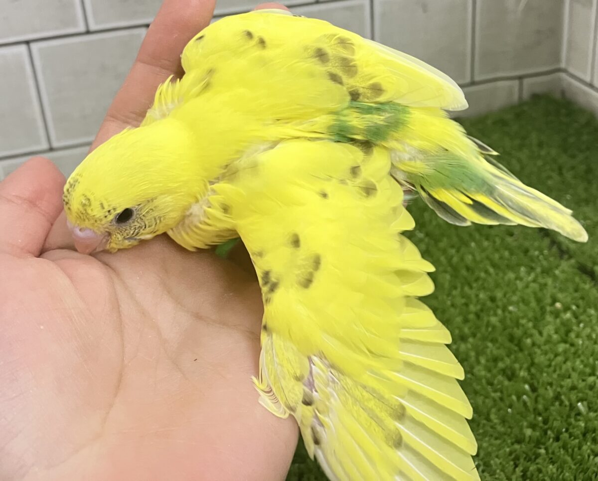 セキセイインコ