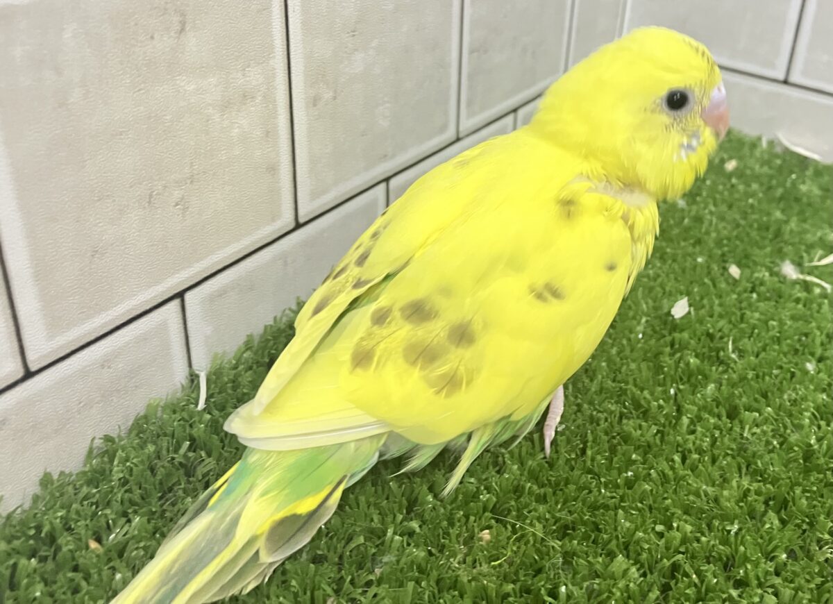 ✨最新画像✨ぽやぁ💭🎀潤いの雫ポタッ✨️🖌セキセイインコ(イエローハルクイン/2026年4月生まれ) セキセイインコ