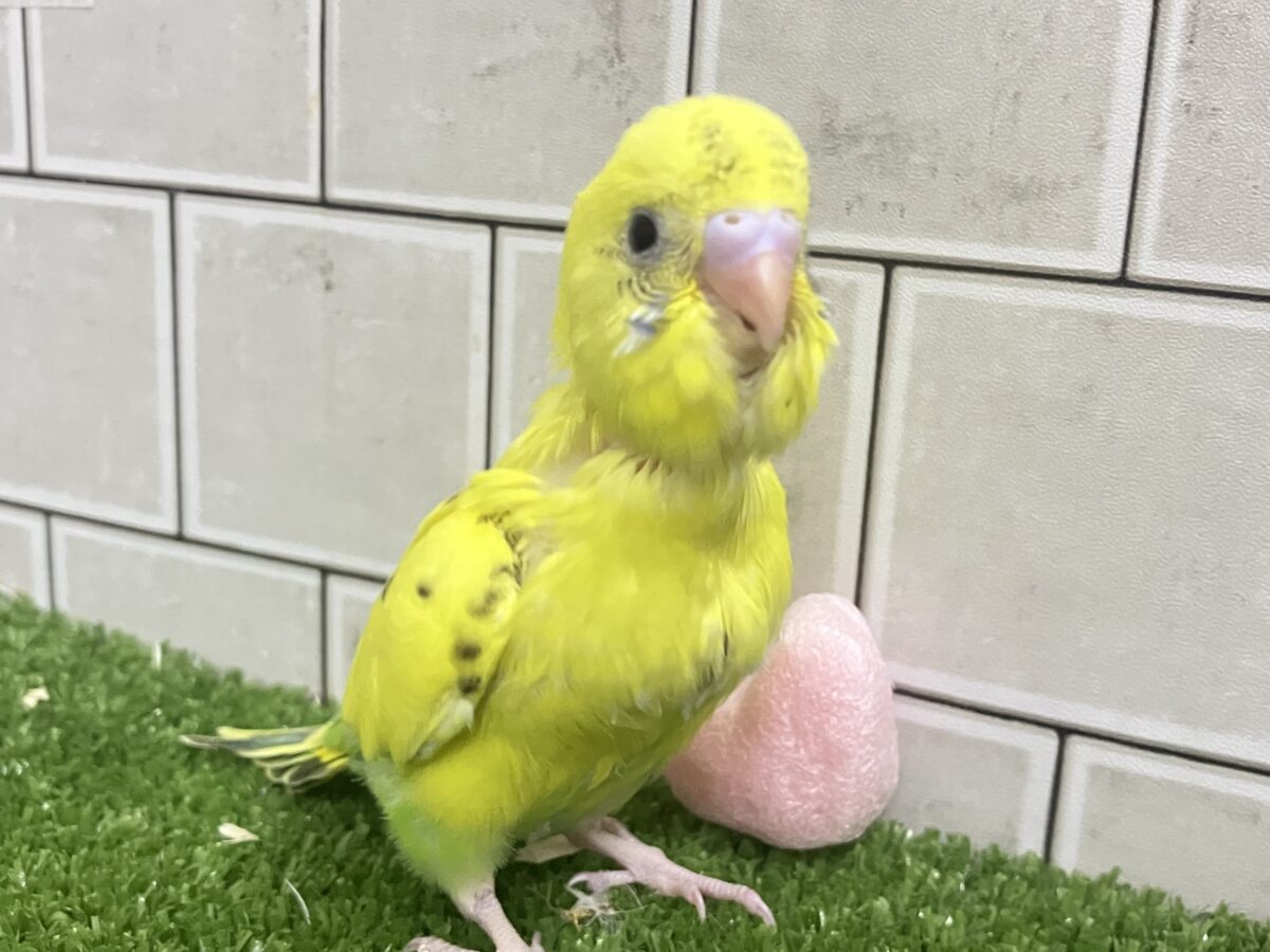 ✨最新画像✨ぽやぁ💭🎀潤いの雫ポタッ✨️🖌セキセイインコ(イエローハルクイン/2026年4月生まれ) セキセイインコ
