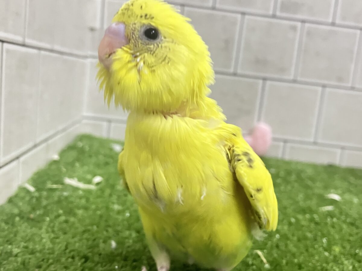 ✨最新画像✨ぽやぁ💭🎀潤いの雫ポタッ✨️🖌セキセイインコ(イエローハルクイン/2026年4月生まれ) セキセイインコ
